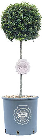 Vannucci Piante - Ligustro ionandrum, Arbusto sempreverde, Pianta vera in vaso di Vannucci Piante, Mini alberetto, Pianta da terrazzo