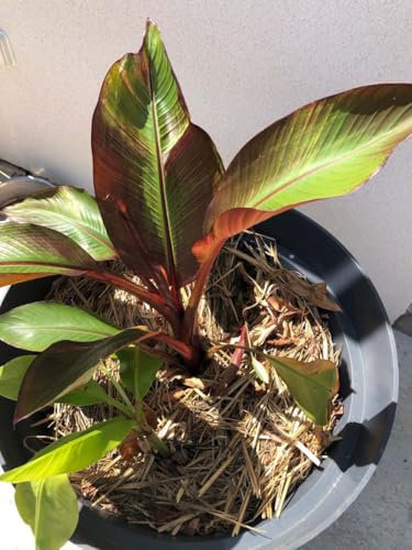 Graines Bananier d'Abyssinie - Ensete ventricosum - Sachet de 4 graines - Graines de style - Entreprise française