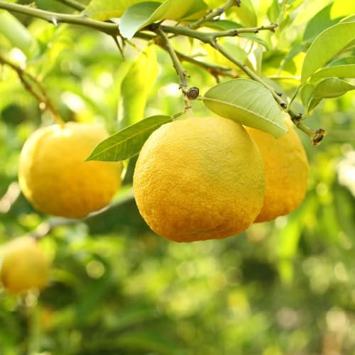 YouGarden Citrus 'Yuzu' Tree - 70-90cm Tall, Fragrant Blossoms, Hardy, 4L Pot, Great for Patios
