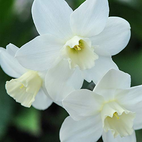 Mini Daffodil Hardy Spring Bulbs with White and Yellow Flowers, Spring Garden Plant, Easy to Grow, 100 x Daffodil (Narcissus) Topolino Mini Bulbs by Thompson & Morgan