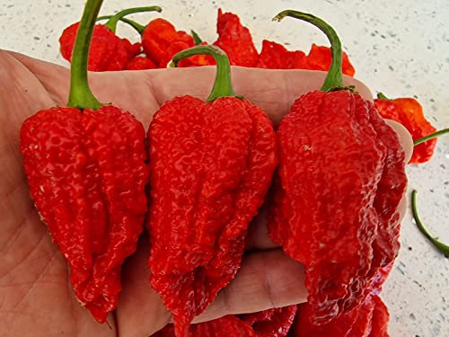 Big Red Mama Chilli Seeds - Big Red Mama Pepper Seeds