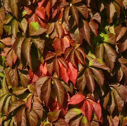 3 esquejes - Parthenocissus quinquefolia (parra virgen, enredadera de Virginia) *rojo