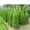Semillas hotSelling Cypress Bonsai árboles de coníferas Semillas jardín de DIY 20pcs / bolsa