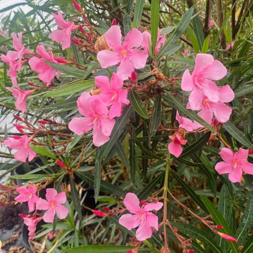 oleander winterhart samen - sträucher - balkonpflanzen, bonsai tree, flower seeds oleander samen, baumsamen bäume garten winterhart, schnittblumen samen pflanzen balkon, deko 5pcs