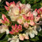 Rododendri Yakushianum d'oro Torch 2 Litri Pot:Seeds Only
