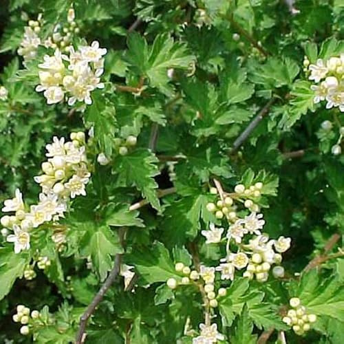 6x Kransspirea - Stephanandra incisa 'Crispa' - Olla de 9x9 cm - Arbusto ornamental de bajo crecimiento