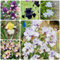 22 piezas de bulbos de iris, perennes resistentes, decorativos, para sala de estar, plantas de jardín modernas, bulbos - Iris tectorum bonsai pot, plantas de interior purificadoras de
