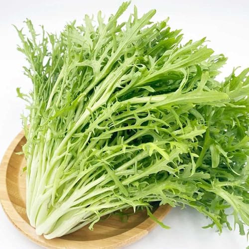 semi di indivia Acquista piantine di invernali indivie balcone serra sostenibili semi per aiuole rialzate verdi biologiche esotiche da orto 150semi