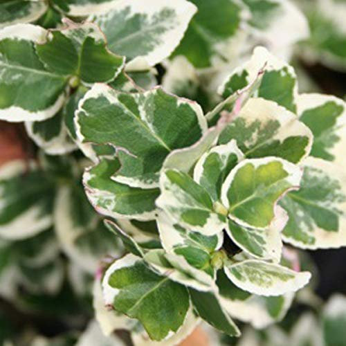 Euonymus Fortunei 'Emerald Gaiety'- Fusain persistant 'Emerald Gaiety' 15-20 cm en conteneur