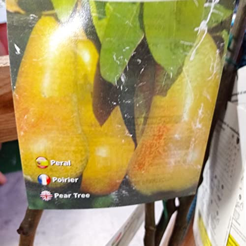 LA IBERICA Butter Pear Tree, 2 Years Tree, In Laminated Brush, 1.5 cm Height…