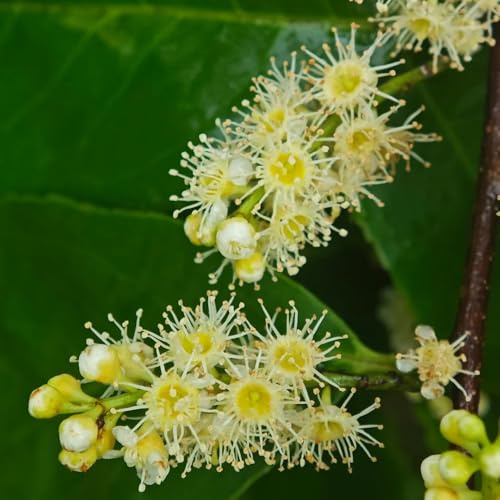 Semillas de seto de laurel cerezo, crecimiento laurel cereza resistentes para el jardín, interior 15pcs