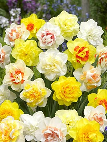 5 Daffodils Bulbs! Double Mixed. Blooming Top Size Bulbs.