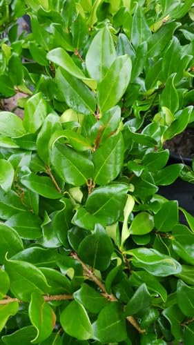 Ligustrum japonicum 'Texanum' / Troène du Japon/Conteneur de 7 à 10 litres