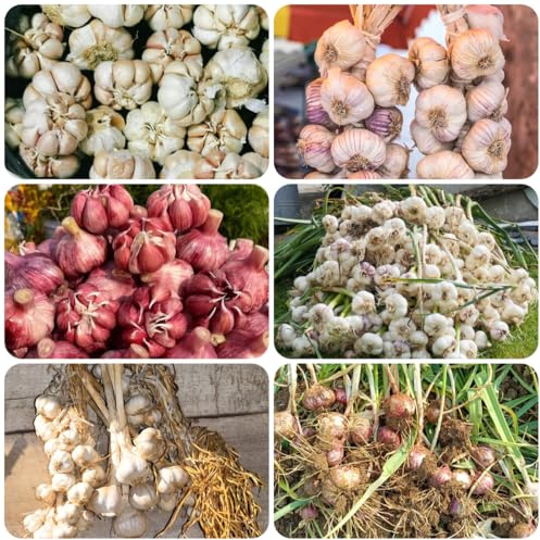 aglio - piantare l'aglio d'appartamento rare Coltivare invernali varietà di tradizionali selvatiche verdi da giardino 250semi