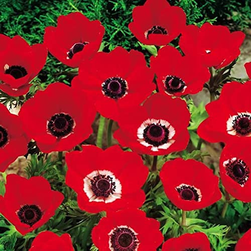 Lot de 10 Bulbes d' Anémones - Hollandia coronaria - calibre 3/4 - La Main Verte