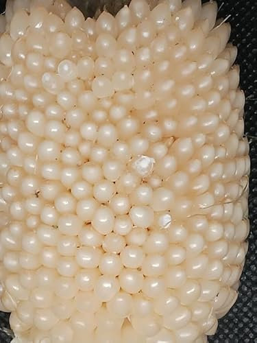 Maïs Fraise blanche, ---Graines--