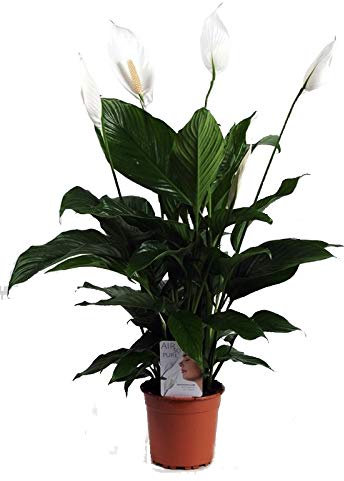 Einblatt, (Spathiphyllum), pflegeleichte Zimmerpflanze, verbessert das Raumklima und Luftqualität, (ca. 55cm hoch, im 17cm Topf)