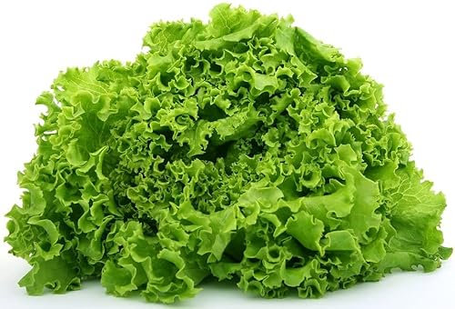 Semillas Naturales de Lechuga Maravilla Planta para Ensaladas