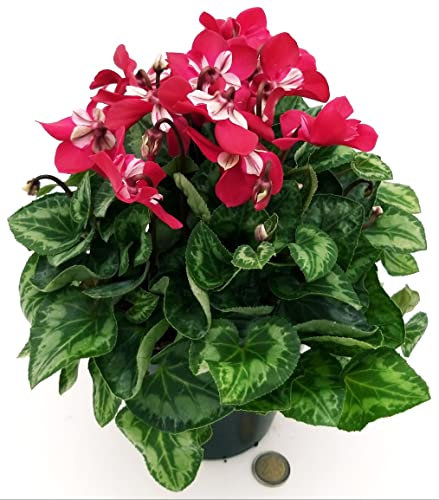 POWERS TO FLOWERS - CICLAMINO DIXIE, VASO 13CM, pianta vera