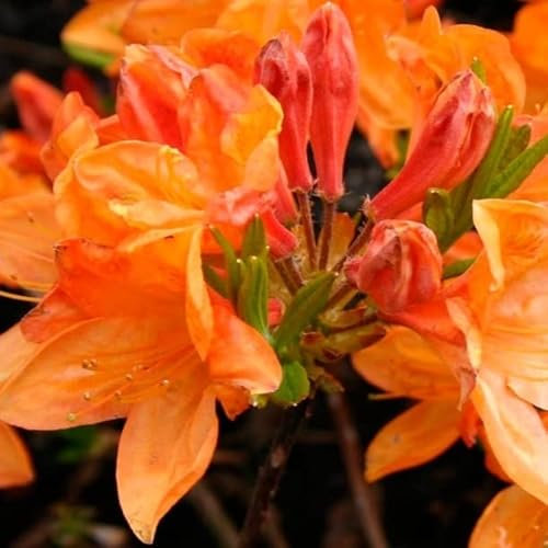 Azalée de Chine 'Orange' – Azalea mollis 'Orange' 40–50 cm pot | Arbuste décoratif, floraison printanière orange vif