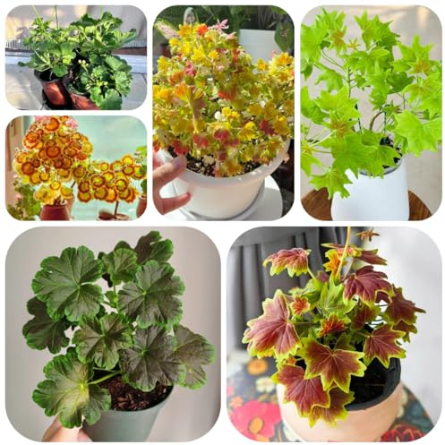 semi di geranio ornamentali decorazione gerani pelargonium appesi primaverile, selvatici resistenti all'esterno da balcone, 30pcs