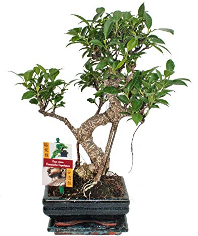 exotenherz - Fig chinois de bonsaï - Ficus retusa - 6ans