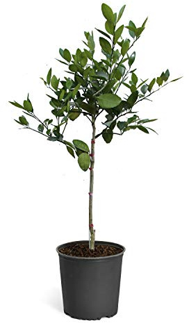 Brighter Blooms - Tangelo Tree, 2-3 ft. - No Shipping to AK, AL, AZ, CA, FL, GA, HI, LA, MS, OR, TX