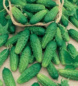 CETRIOLO PICCOLO DI PARIGI NR.50 SEMI