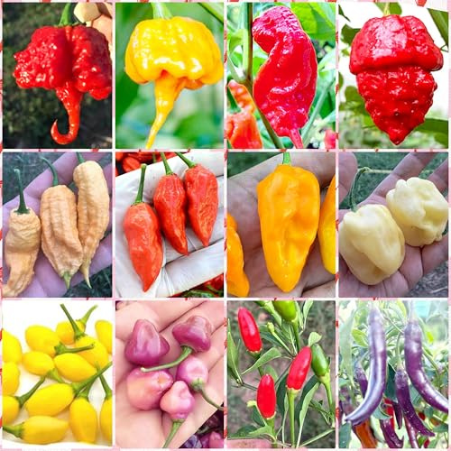 120 Graines des 12 Piments Chili les plus Forts du Monde, Collection SUPER HOT + Guide : CAROLINA REAPER, JAY GHOST, APOCALYPSE, NAGA MORICH, BHUT JOLOKIA, HABANERO, PIMENTA, CALABRESE, ROXA, CAYENNE.