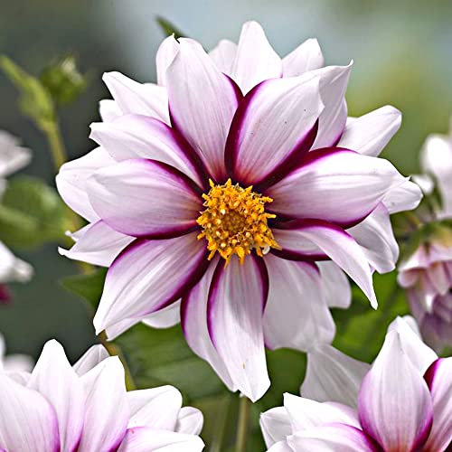 1 x Dahlia Mignon - Easy to Grow Perennial- Summer Flowering Bulb - for Your Beautiful Garden (1 x Dahlia Mignon Edge of Joy)