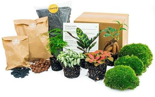 Flaskträdgårdsset Lancifolia – 5 växter – DIY växtterrarium med bonsai, sparris och mer – påfyllningspaket och startpaket