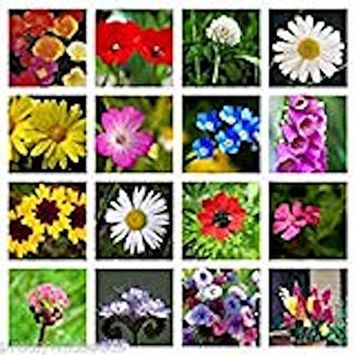 10g Pure Meadow Wild Flower Butterfly & BEE Mix 16,000 Seeds Poppy Cornflower Oxeye Daisy