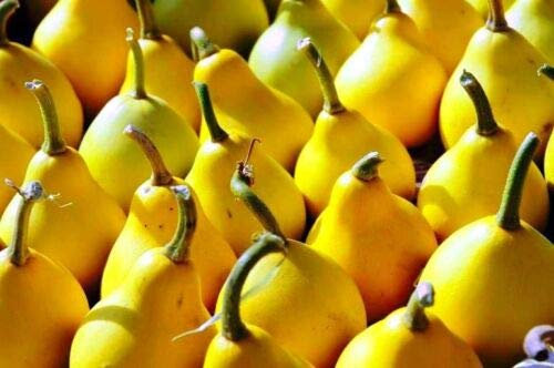 Semillas frescas - Calabaza ornamental - Piriformis - 25 semillas - Cucurbita Pepo