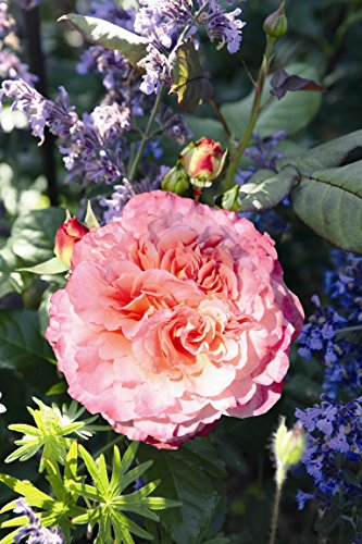 Edelrose Augusta Luise im 5 Liter Rosentopf