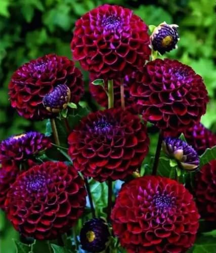Dahlienzwiebel, Leuchtend Und Attraktiv, GroßEn BlüTen,Eine Zwiebelpflanze Mit Langer BlüTezeit,Dahlienbommel,Dahlien Knollen Winterhart-8zwiebeln-G