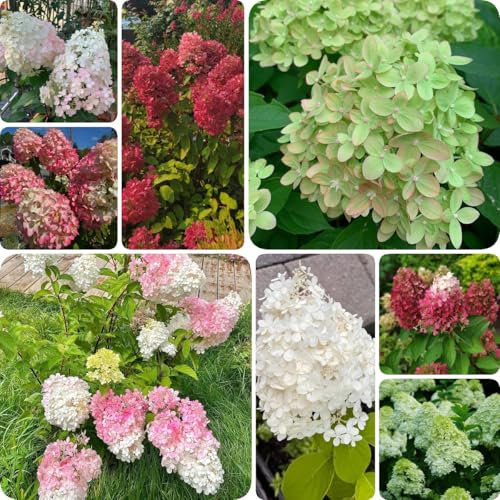 150 pcs Rispenhortensie Samen winterharte stauden balkongewächshäuser Hydrangea Paniculata deko büro blumensamen bienenwiese geschenk für gartenfreunde ostergeschenk pflanzen balkon