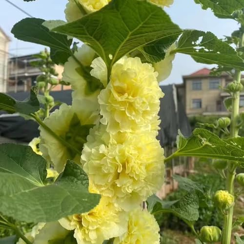 malvarosa per gli amanti da giardino sul balcone semi di malvarosa selvatici da balcone rampicanti biologiche, primaverili di esotici 200semi
