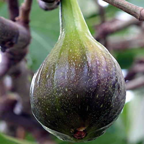 Fig Garden Fruit Tree Patio Plant Hardy Shrub, Self-Fertile Variety Producing Heavy Crops of Sweet Juicy Figs 1 x 9cm Ficus Carica Brown Turkey by Thompson & Morgan