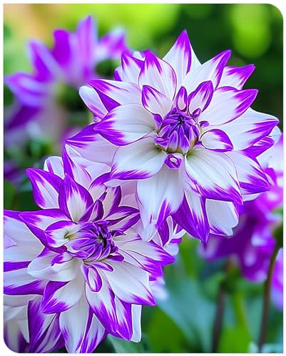 Dahlien Zwiebeln,Dahlien Knollen GroßBlumig,Winterhart Mix Dahlienknollen,Dahlien Zwiebeln Winterhart Dahlien Zwiebeln,Dahlien Knollen Winterhart,Winterhart MehrjäHrig-2knollen-b