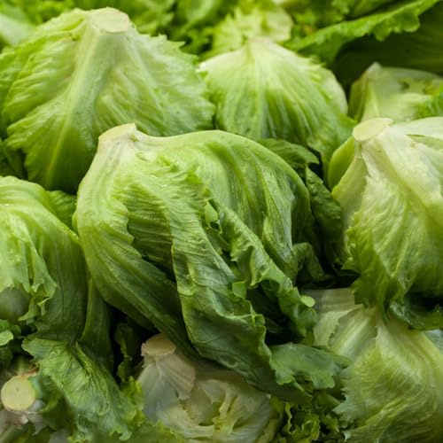semillas de lechuga iceberg, resistentes para el jardín de lechuga de jardín de variedades antiguas, 400pcs