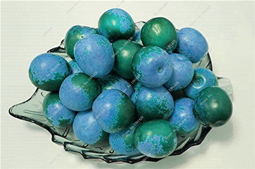 Bunte Jujube Zizyphus Mauritiana Seeds indische Dattelpalme Nicht-GVO-Bio-Frucht Bonsai-Baum-Samen Seltene Außendekoration 10 PC-7