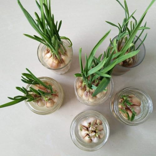 6 pcs Pflanzknoblauch Winterhart - Steckknoblauch - Geschenke Für Gartenfreunde Knoblauch Garlic Zwiebeln - Gemüsepflanzen, Stauden Winterhart Mehrjährig Zwiebeln Frisch, Winterharte