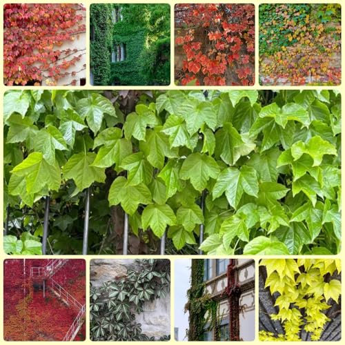 Wilder Wein Pflanze Samen, geschenke für gartenfreunde Wilder Wein Winterhart Schnellwachsend, kletterpflanzen winterhart schnellwachsend dekopflanze, exotische pflanzen samen 400pcs