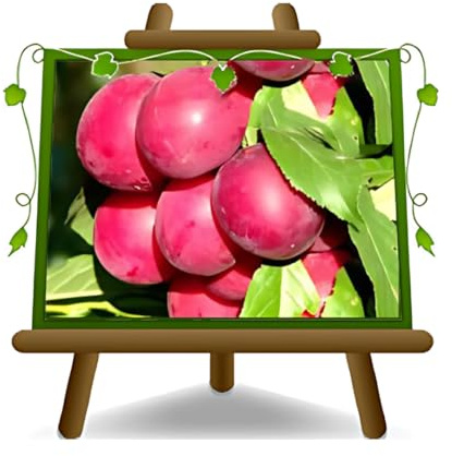 EURO PLANTS VIVAI Prunier Omega Plante à fruits en pot de 24/26 cm hauteur maximale 180 cm - Âge 4 ans