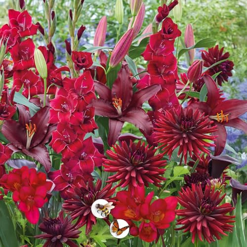 Blomlökar | Lökar från de bästa nederländska odlarna | Exklusivt urval och kvalitetskontroll | Garanterad blomning. (15 Lökar Respect Nature Red Velvet Gladior Dahlior Freesior & Liljor)