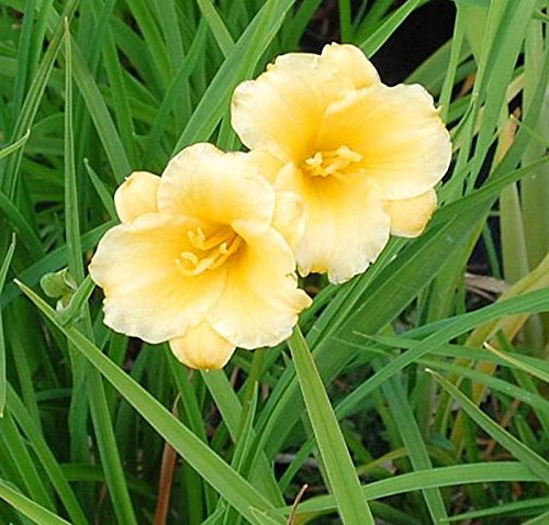 Hemerocallis 'Mini Stella' im großen Topf – Winterhart, Mehrjährig, Pflegeleicht – Taglilie – Staude für Beet & Rabatte