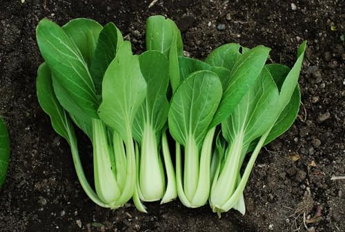 Chinesischer Senfkohl - Pak Choy 50+ Samen - Seeds KNACKFRISCH und FEIN! B 028