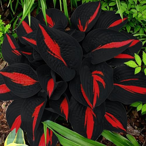 318+ Hosta Seeds - Rare Perennial Plants with Unique Foliage for Shaded Gardens - Non-GMO Heirloom, Ideal for Borders and Ground Cover