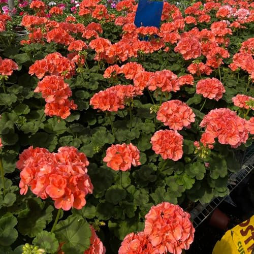 50 pcs geranien samen hängend - balkon blumensamen, balkonpflanzen (Pelargonium hortorum) winterharte blumen, garden frühblüher pflanzen, outdoor pflanzen blüten, kräuterbeet samen