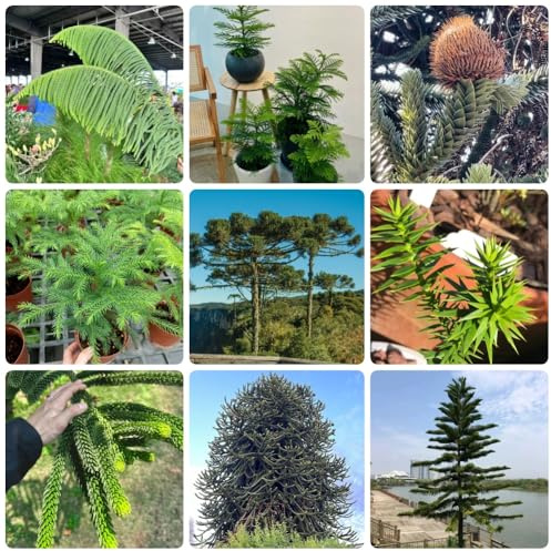 Semillas de Araucaria, Las de jardín son perennes resistentes Araucaria Araucana - semillas de exóticas 100pcs